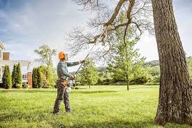 Best Tree Health Inspection  in Pocasset, MA