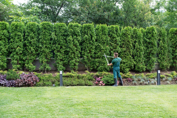 Best Lawn Irrigation Installation and Maintenance  in Pocasset, MA