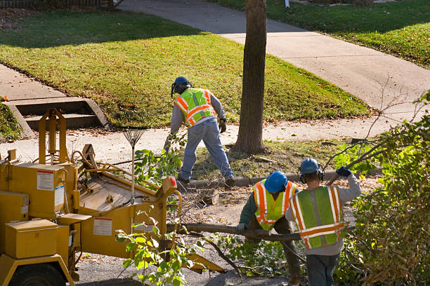 Best Leaf Removal  in Pocasset, MA